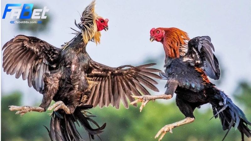 Đá gà Fabet: Trực tiếp đá gà, tỷ lệ cược hấp dẫn - papg.one
